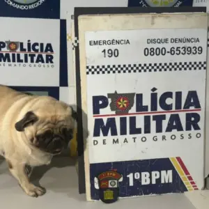 Mulher é presa após sequestrar cachorro e pedir resgate de R$ 400