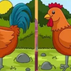 Encontre as 3 diferenças no galo!