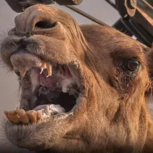 Camelo que sofria maus-tratos mata dono após ser deixado horas sob calor extremo na Índia