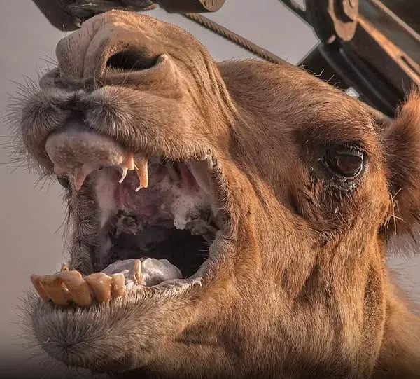 Camelo que sofria maus-tratos mata dono após ser deixado horas sob calor extremo na Índia