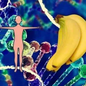 Humanos e bananas: a chocante verdade que a ciência revelou sobre o seu DNA
