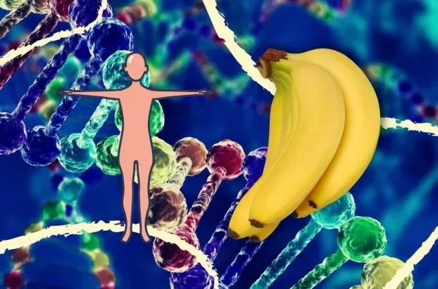 Humanos e bananas: a chocante verdade que a ciência revelou sobre o seu DNA