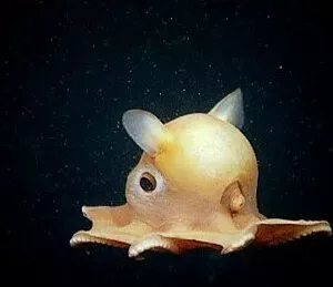 O animal com três corações e sangue azul: conheça o polvo, a criatura mais alienígena do planeta