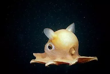 O animal com três corações e sangue azul: conheça o polvo, a criatura mais alienígena do planeta