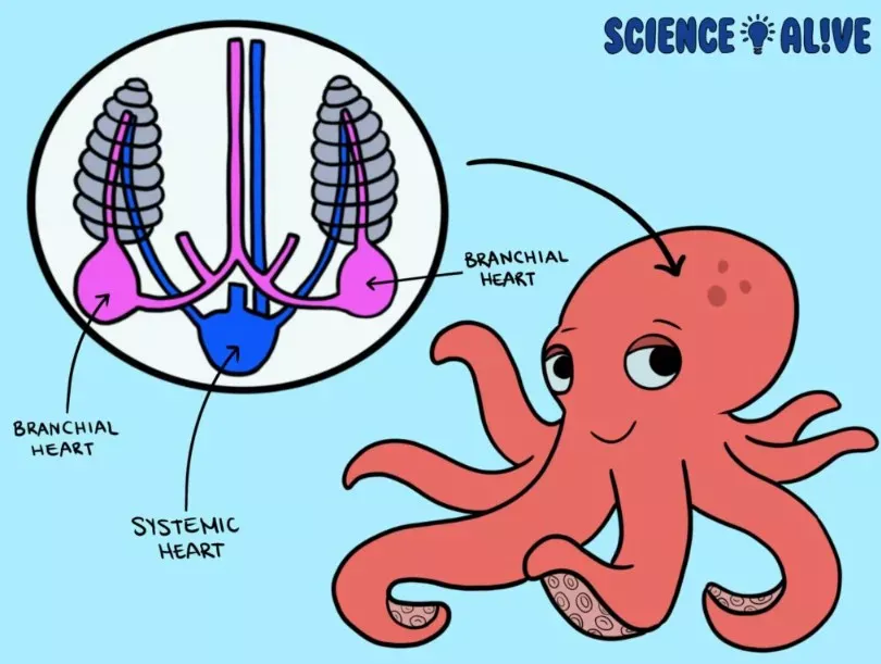 O animal com três corações e sangue azul: conheça o polvo, a criatura mais alienígena do planeta
