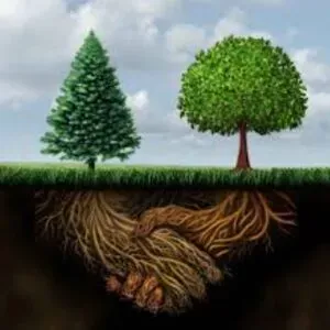 A surpreendente rede de comunicação das plantas: o "Wood Wide Web"