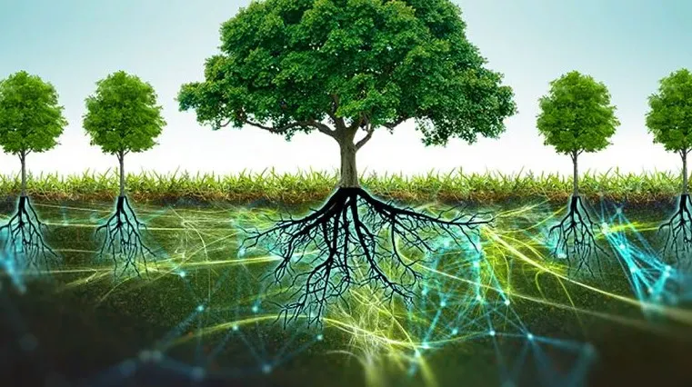 A surpreendente rede de comunicação das plantas: o "Wood Wide Web"