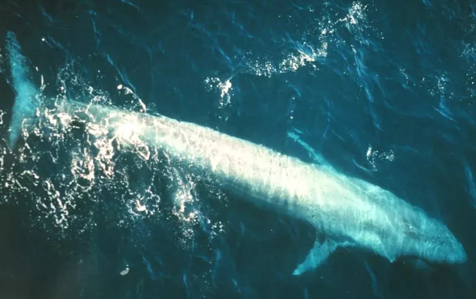 O Som Misterioso do Bloop no Oceano Pacífico